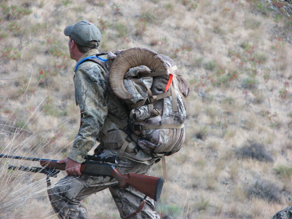 Bighorn Sheep on a Beta Test Orion back pack