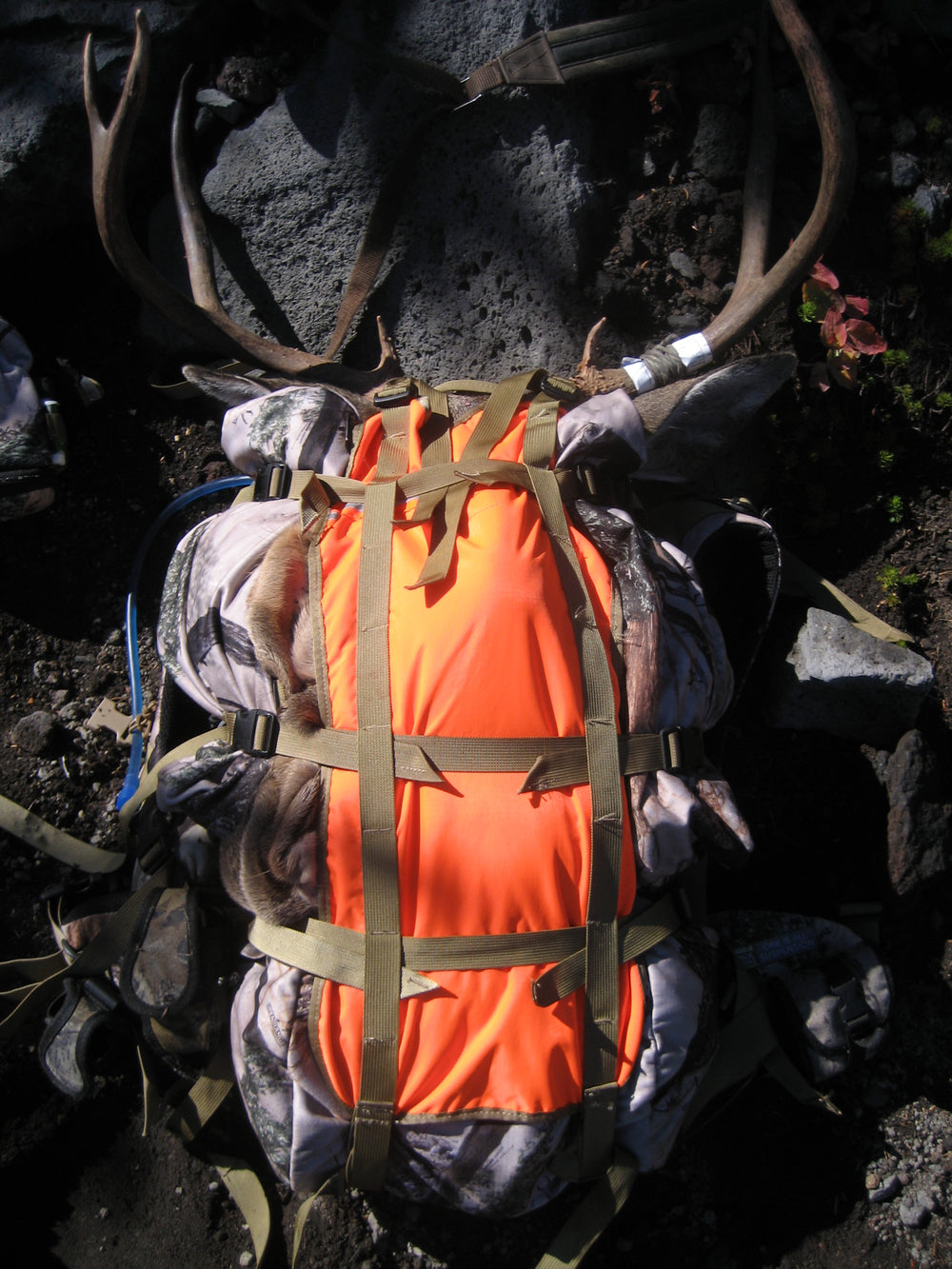 Mule Deer Rack on Orion back pack