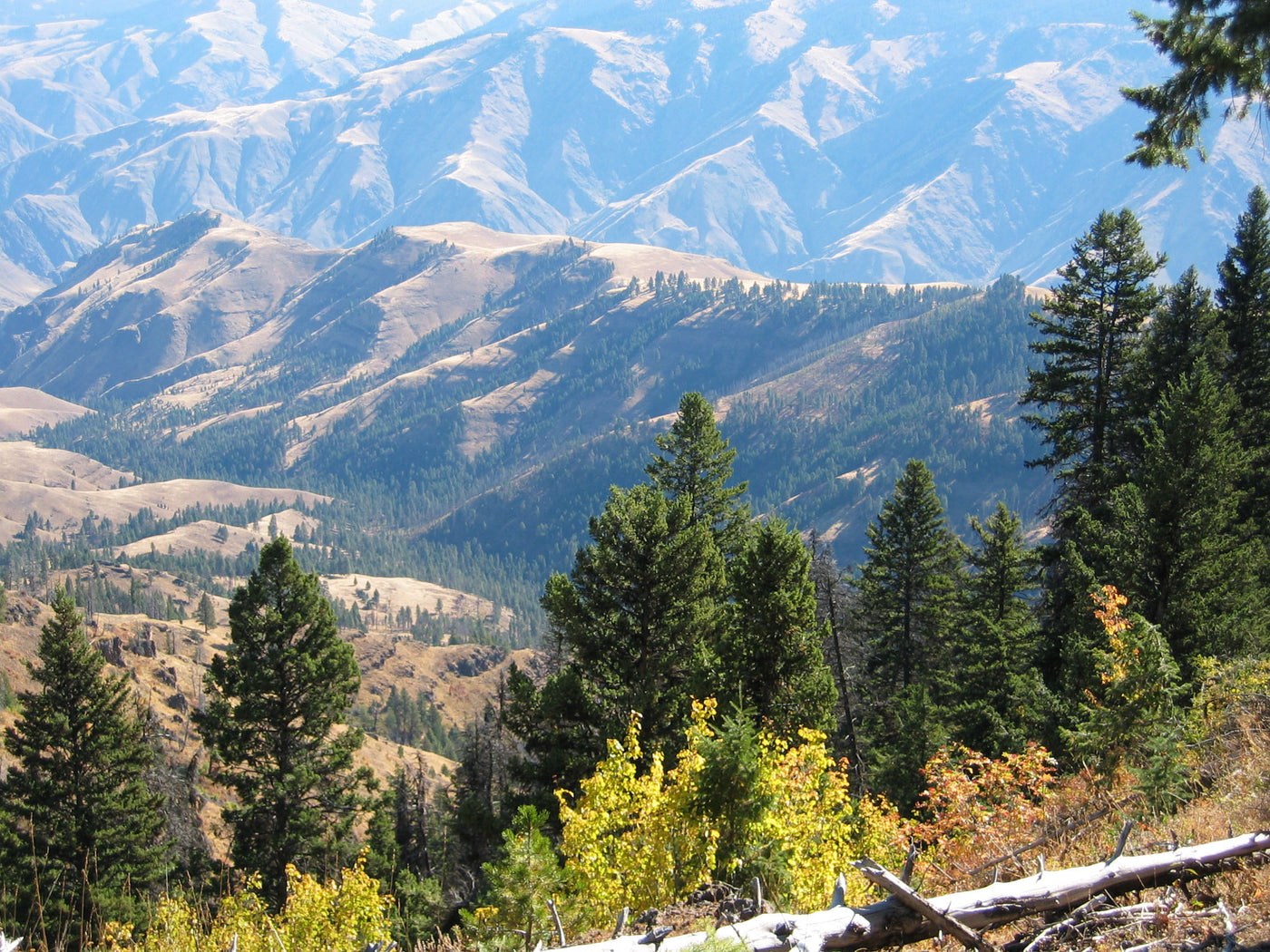 We will be back in the office in one week. We're Bear Hunting.