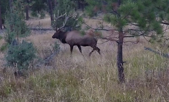 An Archery Elk Encounter of a Lifetime, Part One: By, Amos Madison, Prostaffer