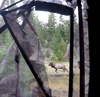 An Archery Elk Encounter of a Lifetime, Part Two: By, Amos Madison, Prostaffer