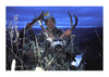 Why Heavy Arrows and Single-Bevel Broadheads? Part One