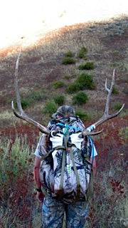 Bull Elk Rack on Greengate pack