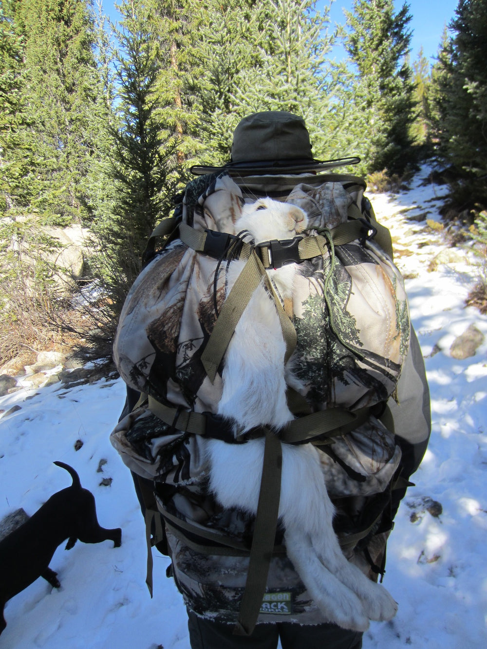 Snowshoe Hare in Orion back pack